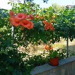 Apartment Thoma-is Limenaria (Thasos)