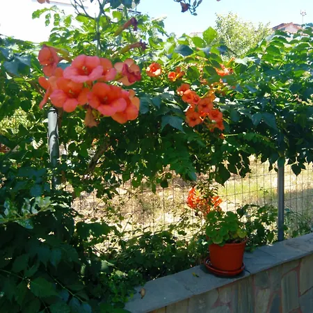 Apartment Thoma-is Limenaria (Thasos)