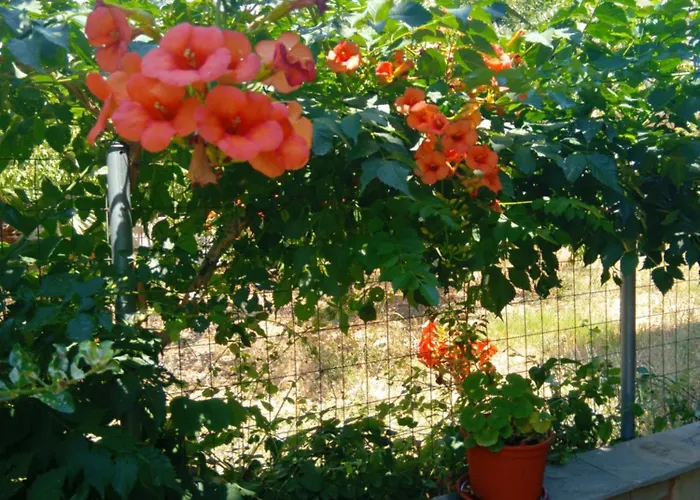 Apartment Thoma-is Limenaria (Thasos)